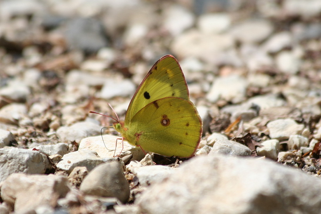 Colias alfacariensis?